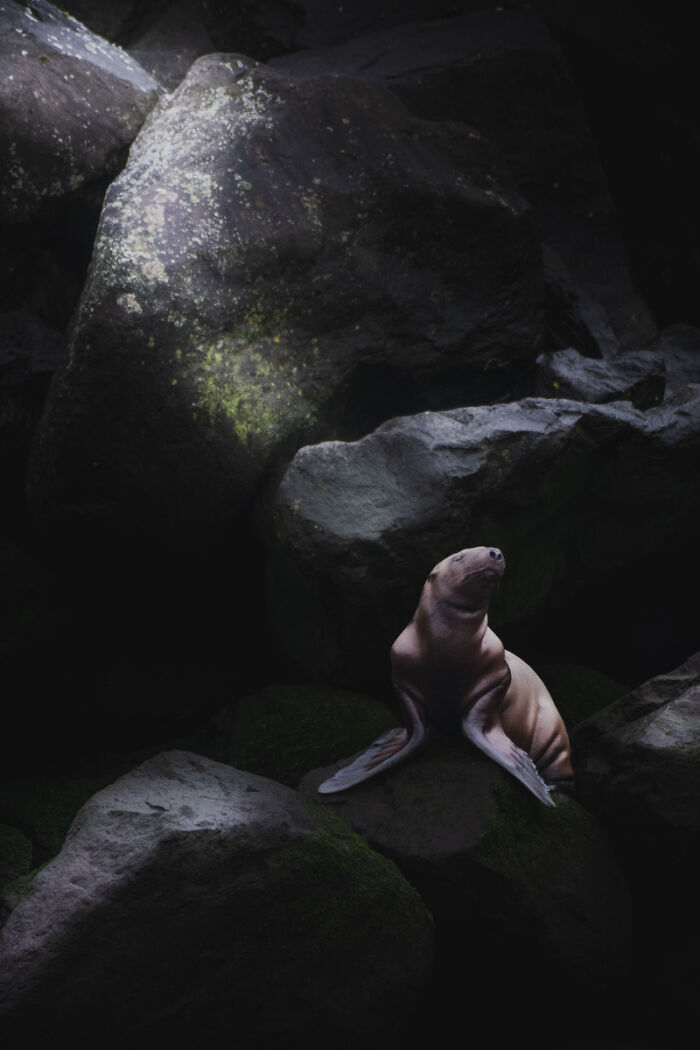 Sea lion resting on dark rocks in low light environment