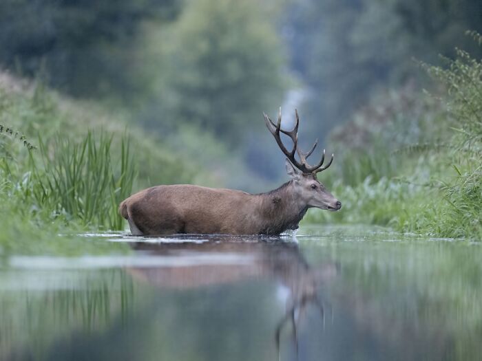 Deer with large antlers standing in water with forest backdrop, dramatic animal photo