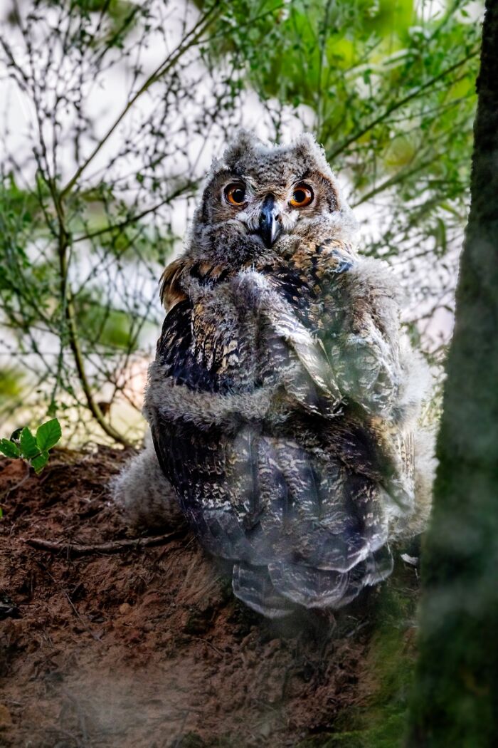Fluffy owl with bright eyes perched among green leaves dramatic animal photo