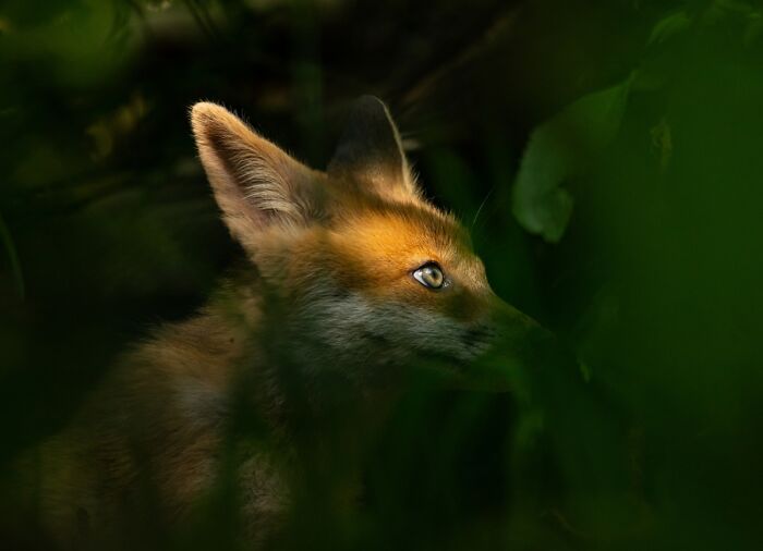 Close-up of fox face peeking through dark green foliage stunning animal photo