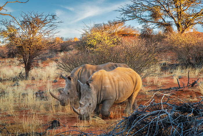 Two rhinos grazing in dry savanna landscape with trees