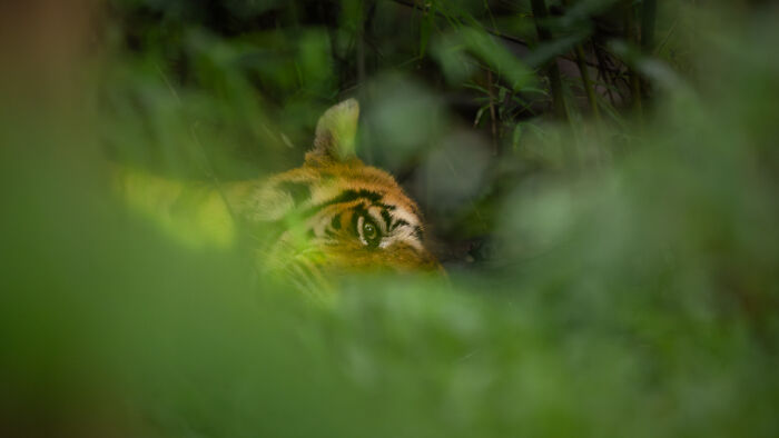 Tiger eyes visible through dense green foliage in animal wildlife photo