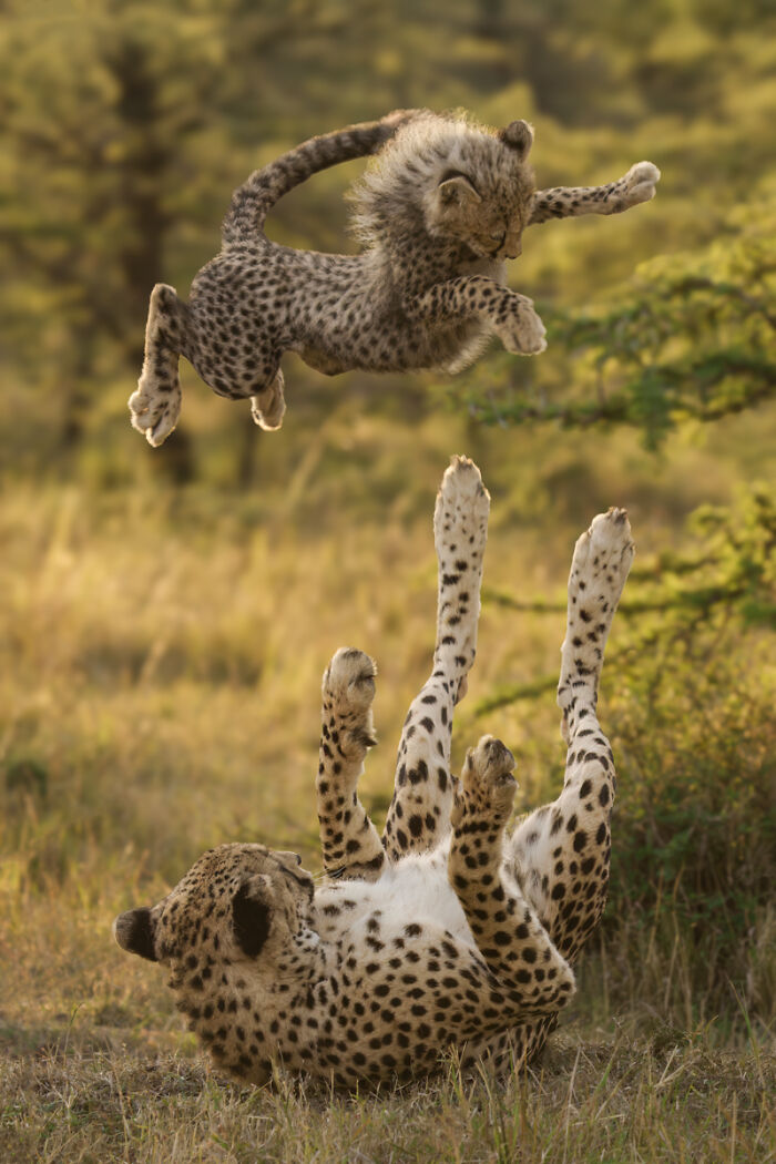 Cheetah cub playfully jumping over mother in wild animal photo