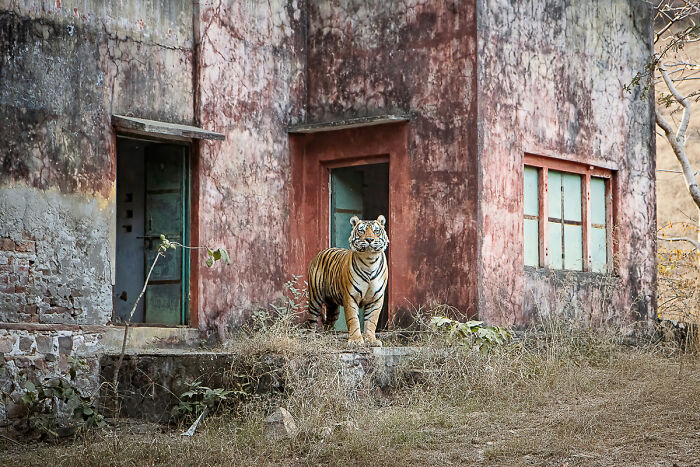 Tiger standing near old building in natural habitat animal photo