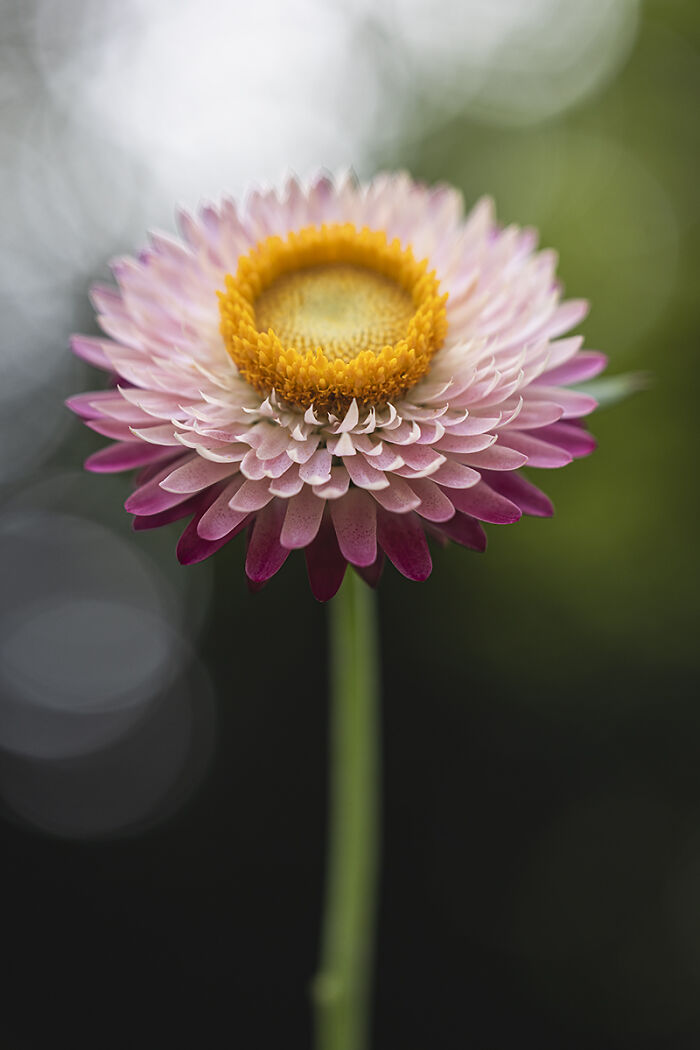 “Strawflower” By Ju. Steckiewicz