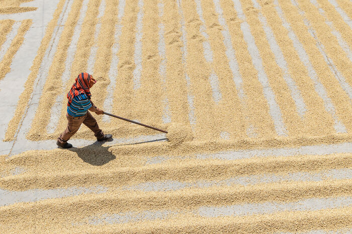 “Drying Coffee Beans In The Sun” By Emily M. Wilson