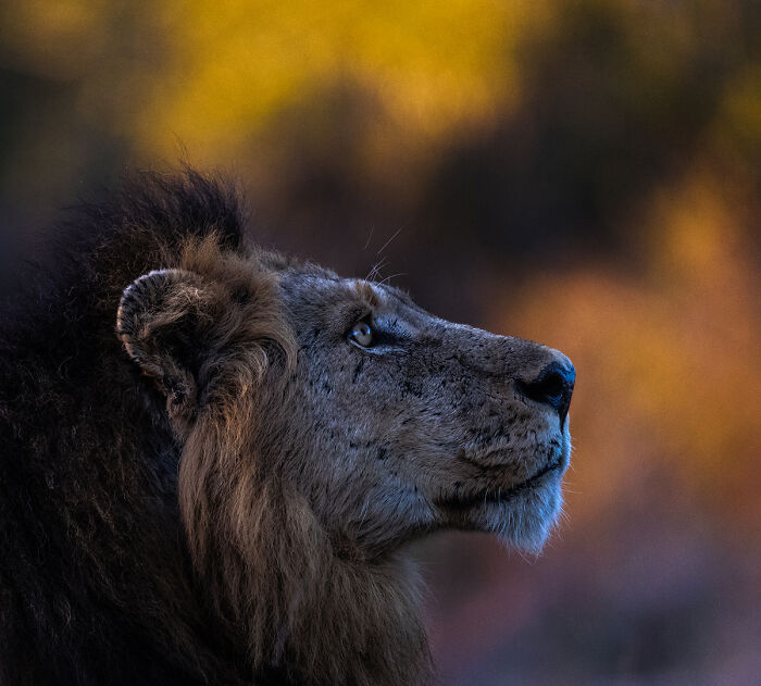 Majestic lion profile with dramatic lighting in stunning animal photo