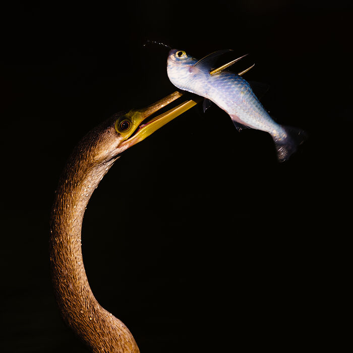 Bird catching fish in dramatic black background animal photo