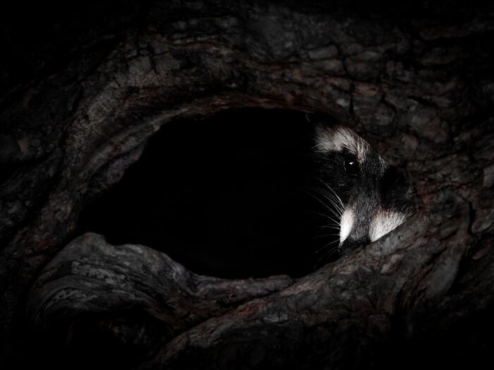 Raccoon peeking from dark hollow in dramatic animal wildlife photo