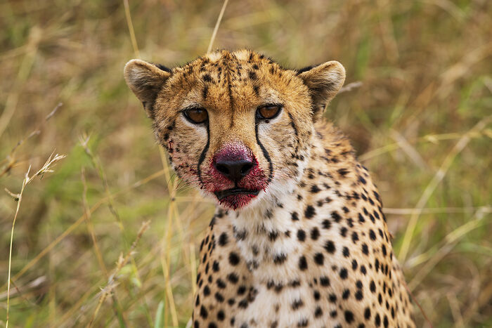 Cheetah with bloodied snout in grass, a stunning dramatic animal photo