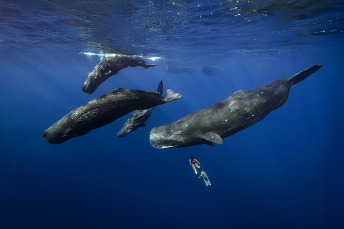 Freediver swimming with s***m whales in ocean wildlife photo