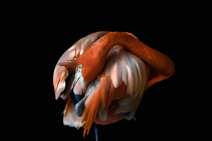 Close-up of flamingo preening feathers against black background