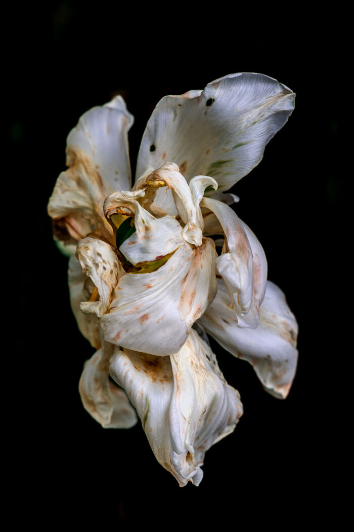 “Fading Beauty” By Rachel Nixon