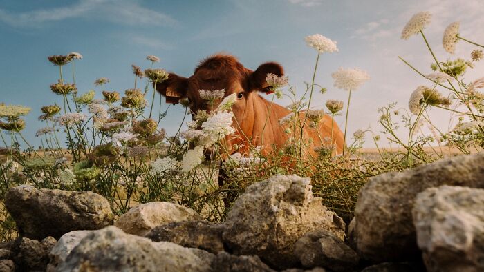 Brown cow hiding among flowers and rocks in field, stunning animal photo