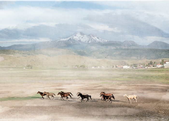 Wild horses running across open land with mountains backdrop in dramatic animal photo