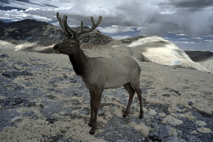 Elk with antlers standing on rocky terrain under cloudy sky
