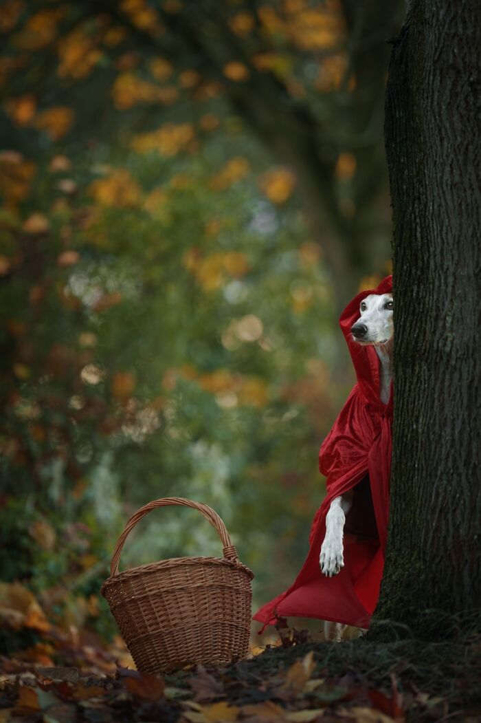 Dog in red cloak hiding behind tree in forest with basket