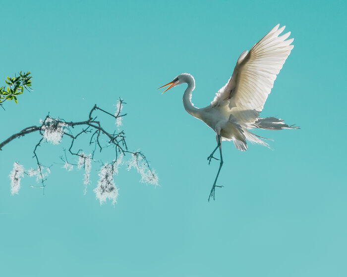 White heron landing on branch against a clear sky in winning animal photo
