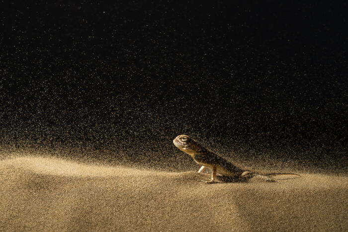 Lizard walking on sandy terrain with sand particles flying in desert animal photo