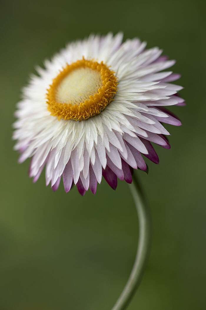 “Xerochrysum Bracteatum” By Ju. Steckiewicz