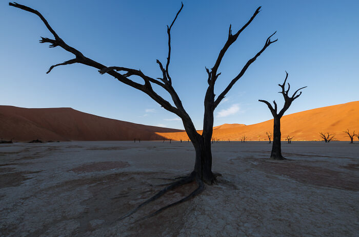 “Trees Die Standing Up” By Piotr Brzozowski