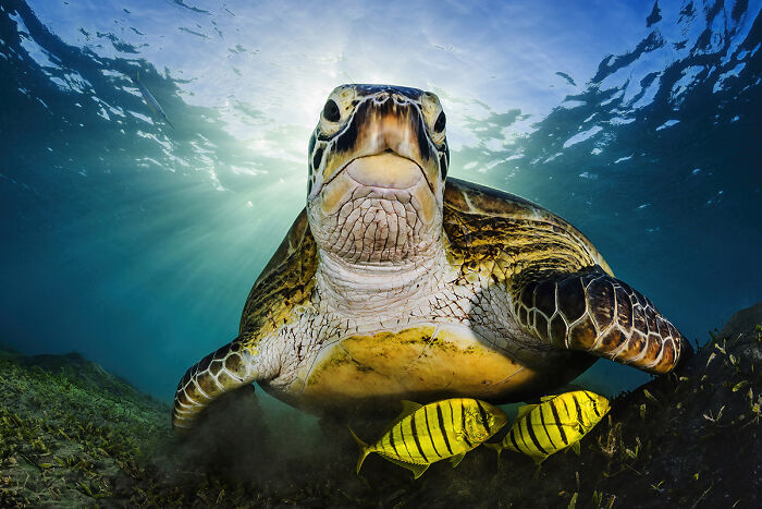 Underwater sea turtle with fish in vibrant ocean wildlife photo