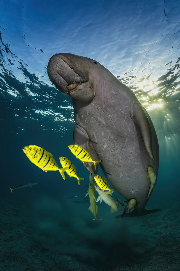 Underwater shot of a dugong surrounded by yellow striped fish during marine animal photo contest