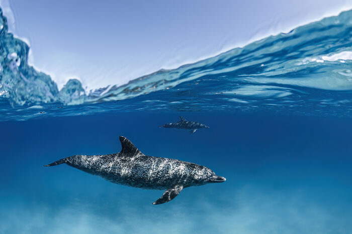 Two dolphins swimming underwater in clear blue sea in stunning animal photography