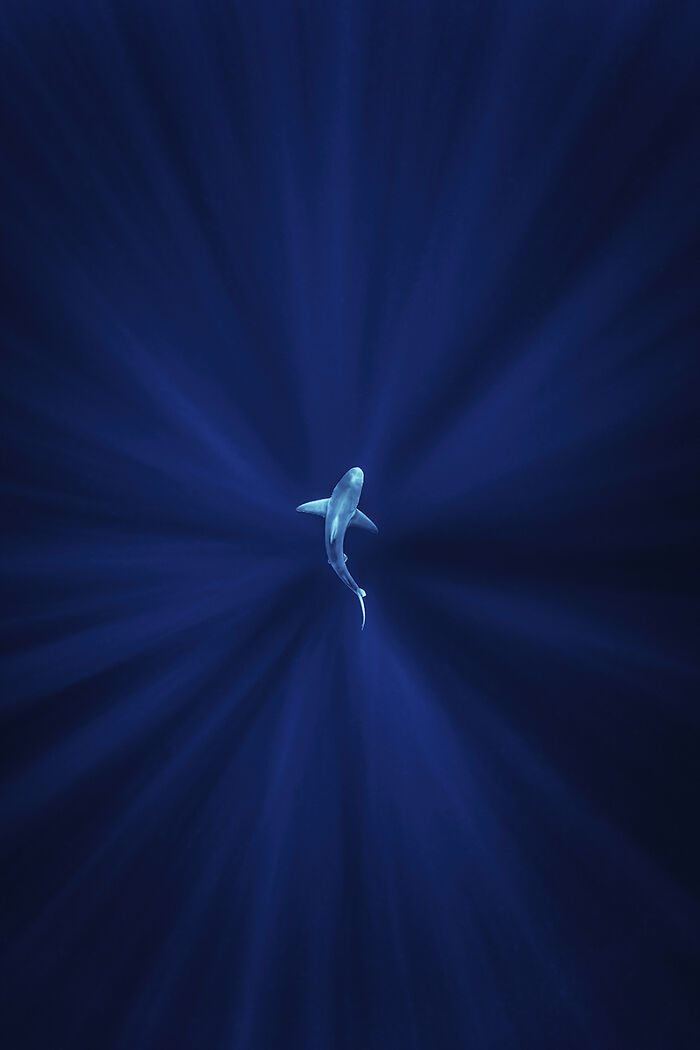 Ocean shark swimming with light beams from 2025 Chromatic Awards animal photos
