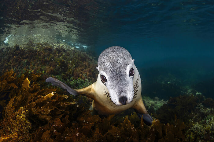 Stunning underwater seal photo from 2025 Chromatic Awards animal photos collection