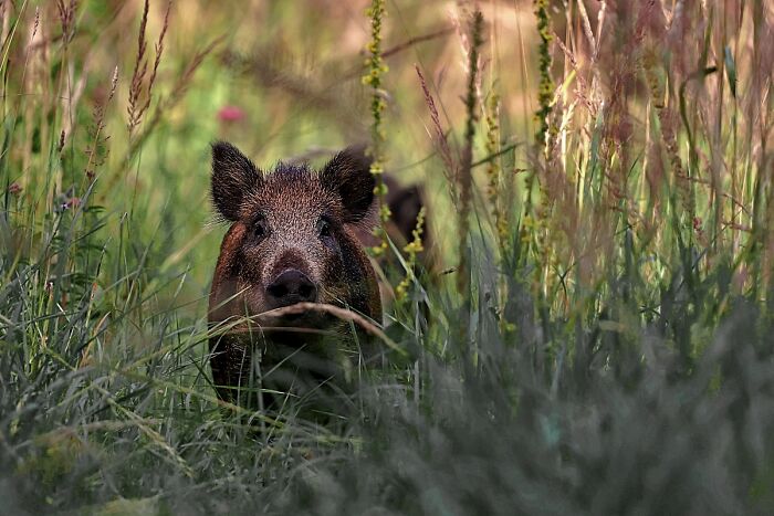 Wild boar peering through tall grass dramatic animal photo