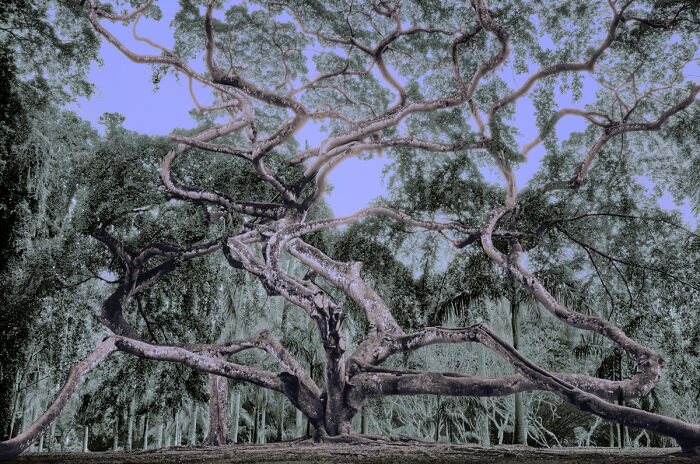“Neural Canopy” By Sandeepa Wijey
