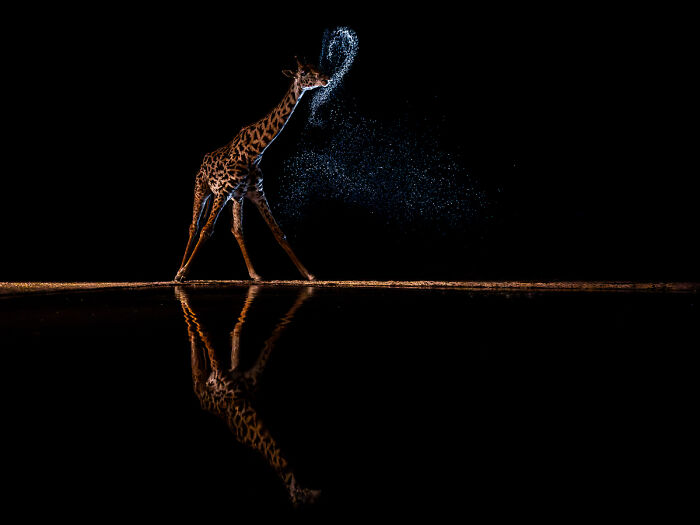 Giraffe shaking water off neck at night with dramatic lighting in animal photo award