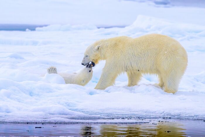 Two polar bears gently interacting on ice in a stunning animal photo