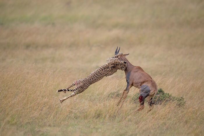 Cheetah attacking antelope in grassland captured in dramatic animal photo