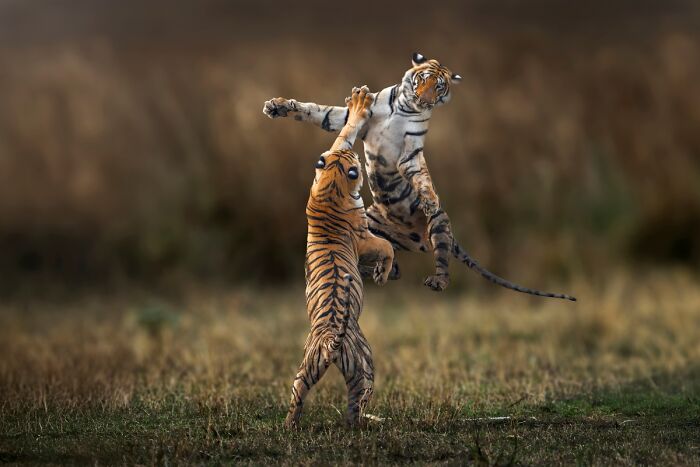 Two tigers play fighting on grass captured in dramatic 2025 Chromatic Awards photo