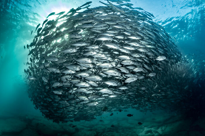 Large school of fish swimming together underwater in dramatic animal photo