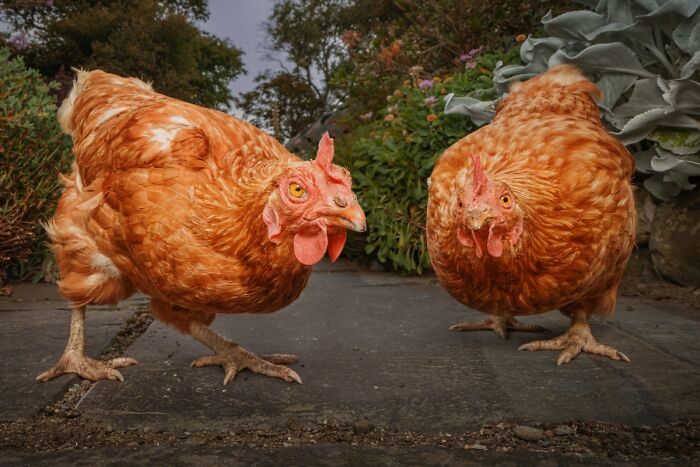 Two curious brown chickens on a path in a dramatic animal photo