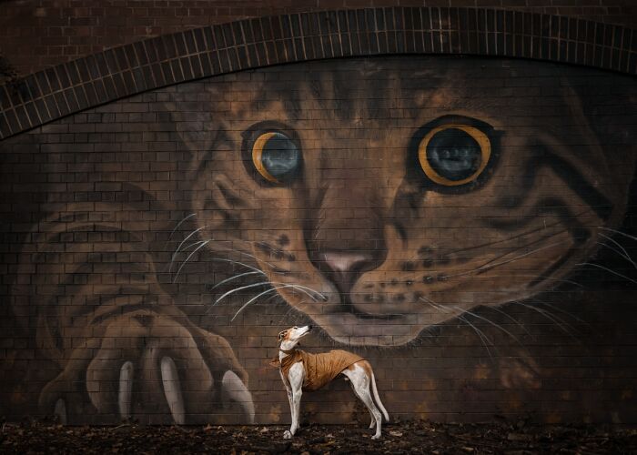 2025 Chromatic Awards dog standing before large cat mural painted on brick wall