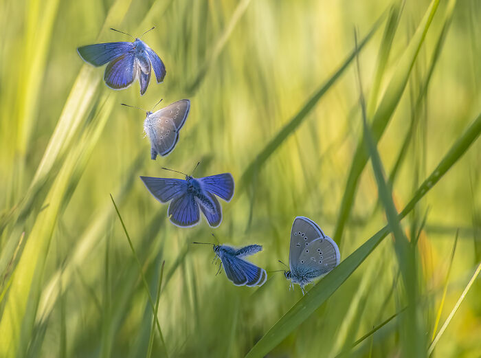 “Blue Flight” By Pål Hermansen