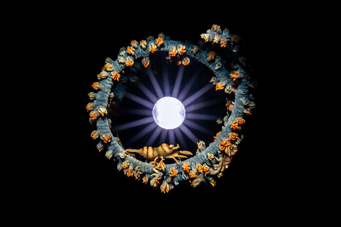 Underwater animal photo of a circular coral formation illuminated against black background
