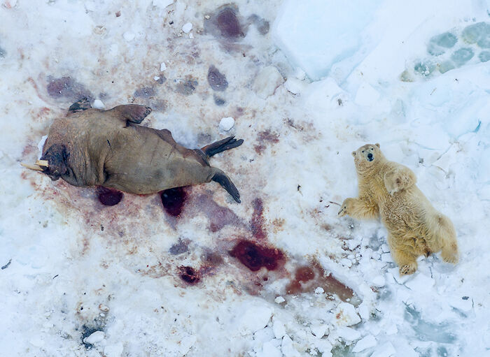Polar bear next to walrus carcass on snowy ice in animal photo contest