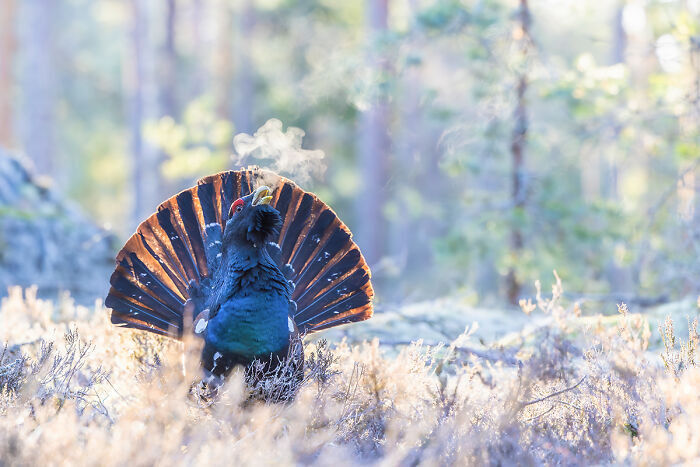 Male bird displaying feathers with breath visible in cold air animal photo