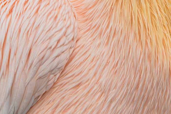 Detailed close-up of flamingo feathers with soft texture