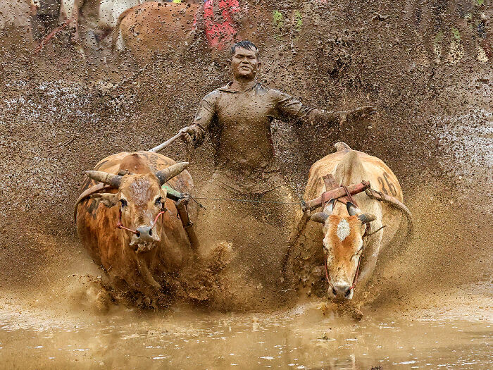 “Moment Of Triumph - Pacu Jawi” By Jurica Galić