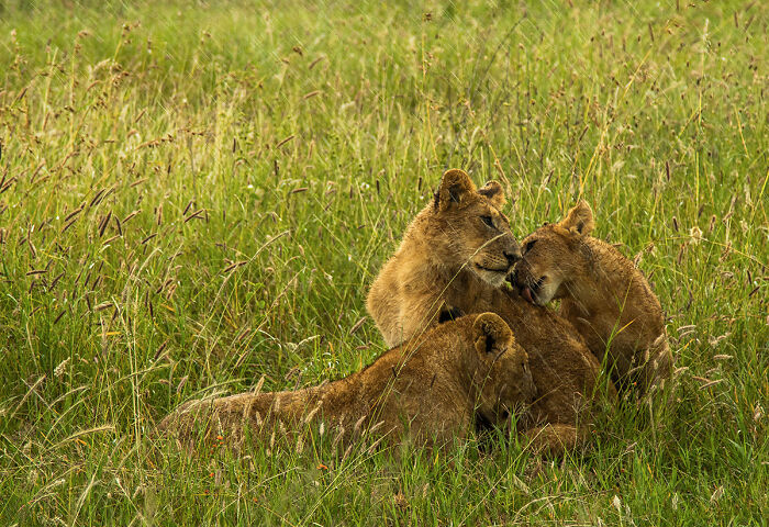 Three lions resting and grooming in tall grass dramatic animal photo
