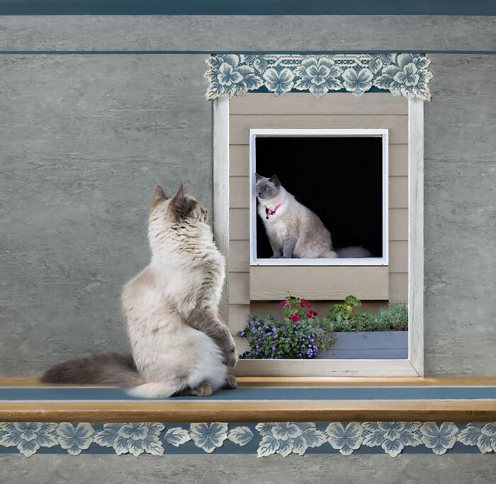 Two fluffy cats facing each other through a window in animal photography