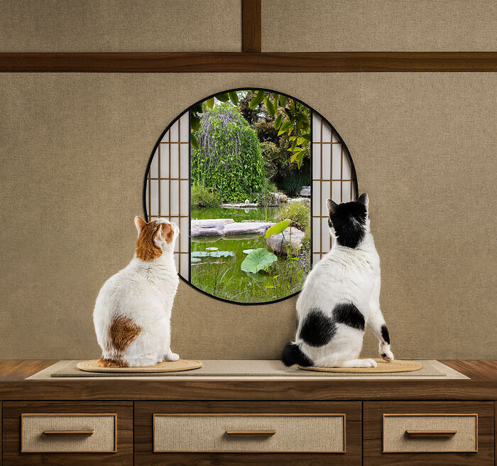 Two cats sitting by a window looking at a garden in dramatic animal photo