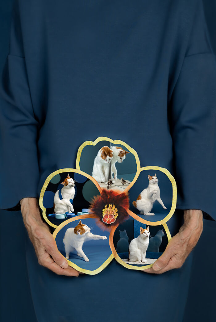 Creative collage of cat photos held in hands for animal photo award