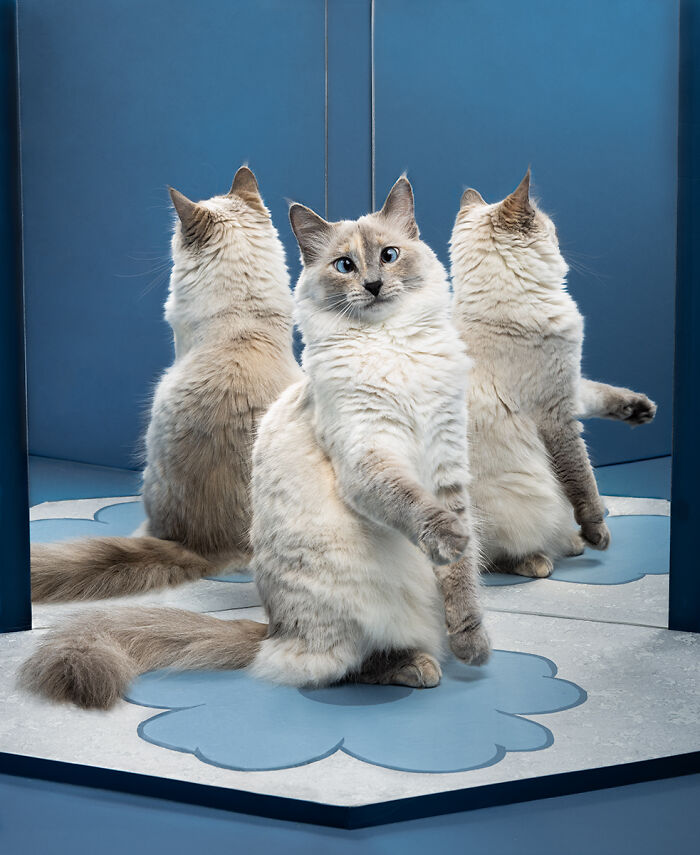 Fluffy domestic cat sitting next to mirrors showing multiple reflections, stunning animal photo
